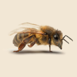 Bee outlet
