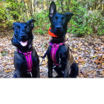 K9_Squad