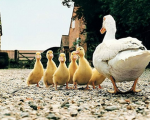 -'Grupo Cuack -'