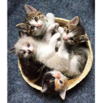 Da Kitten Buddies