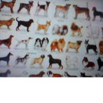 puggy world