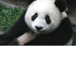 #Pandas for ever!