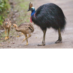*|~|* Cassowary Supporters *|~|*