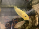 projekt fish tank