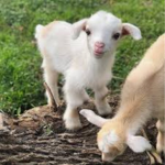 goat town