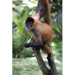 Monkey Kings and Queens