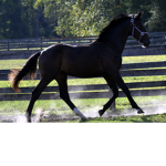amarii’s horses