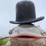 fancy fish group