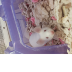 Rats of ratopia