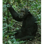 chimpanzee