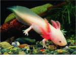 Axolotl love <3