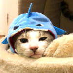 @Sharky_squad