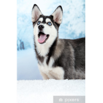 Husky Fan cIub