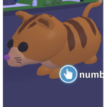 Ginger Cat Group For cool people