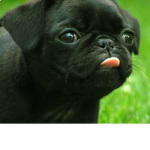 The Derp dogs :P