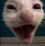 Darwin da cat