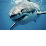 coolflamebro274 (Shark Boy) Fan Group