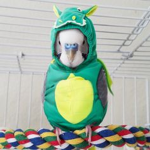 BFF Dinosaur Birds UwU
