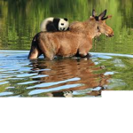 Panda&Moose