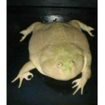 Axey_2