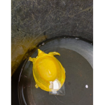 CHEESE TURTLE