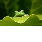 TheFrogGroup