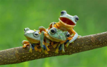 Frogs4life group