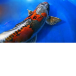 Koi Community