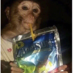 THE TRUE TOP G MONKEYS