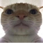 Compa gato