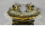 Bullfrog group