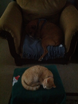 Adopt me pets and daily quotes