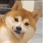 shibawoos
