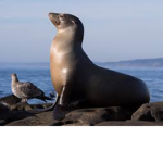 Sea lions united togther