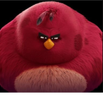 Biggest birds only