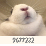 zwombie