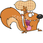 ARGO squirrel