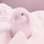 pastelxx