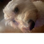 ThePictureOfMyDog