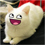 Epic Cats :D