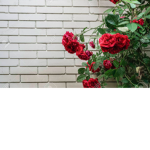 We are roses