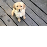 CHIKENPACOC pUppIes