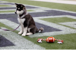 Fabulous husky’s