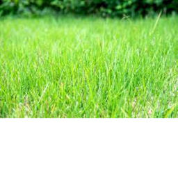 grass game