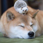 Status Got Friends