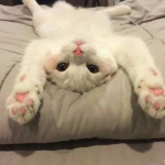 EpicGamerCat Official group