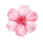 Blossoms Clothing HomeStore