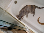 #CAT/AMERICA/KITTENS