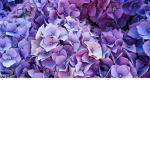 Flower fans :)