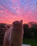 Project Stud-Cat